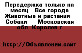 Передержка только на месяц - Все города Животные и растения » Собаки   . Московская обл.,Королев г.